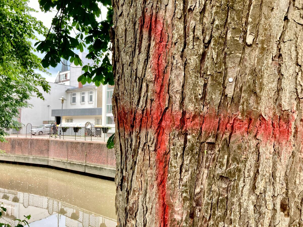 Bild vergrößern: Unbekannte haben insbesondere im Skulpturengarten zahlreiche Bäume mir roten Kreuzen bemalt. Es handelt sich um einen Vandalismusschaden.
